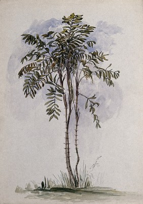 A palm tree (Mauritia or Bactris species). Watercolour by E.A. Goodall, 1846.