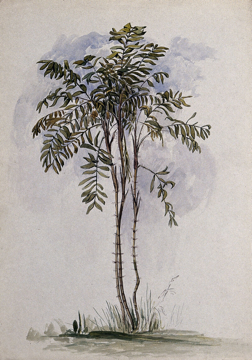 A palm tree (Bactris species) in Guyana. Watercolour by E.A. Goodall, 1846., Oct.r 23rd 1846, by Edward Angelo Goodall
