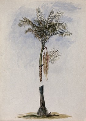 A palm (Euterpe species): crown of leaves, fruit and stem base. Watercolour by E.A. Goodall, 1846.