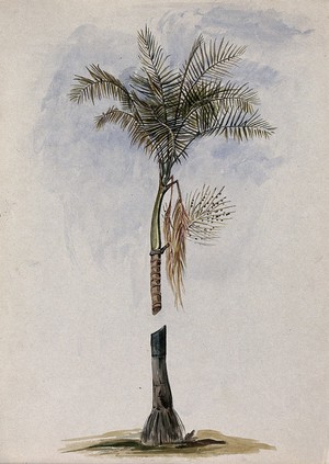 view A palm (Astrocaryum species): crown of leaves, fruit and stem base. Watercolour by E.A. Goodall, 1846.