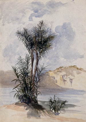 view A jauari palm tree (Astrocaryum jauari) growing on a river bank. Watercolour by E.A. Goodall, 1846.