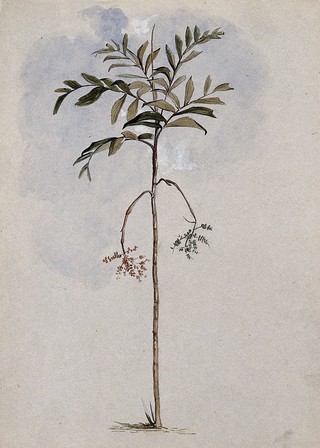 A palm tree (Iriartella setigera (Mart.) H. Wendl.) in fruit in Guyana. Watercolour by E.A. Goodall, 1846.