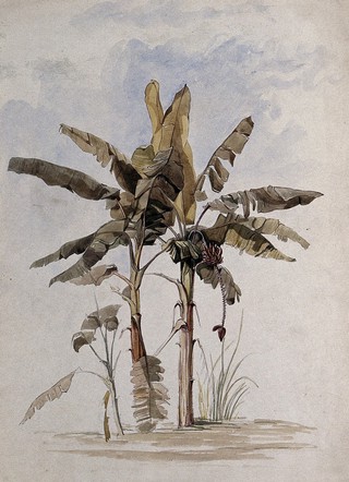 Two banana plants (Musa species), one with fruit, in Guyana. Watercolour by E.A. Goodall, 1846.