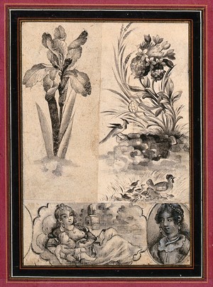 view An iris; flowers and birds; two ladies, one with a baby. Ink drawings.