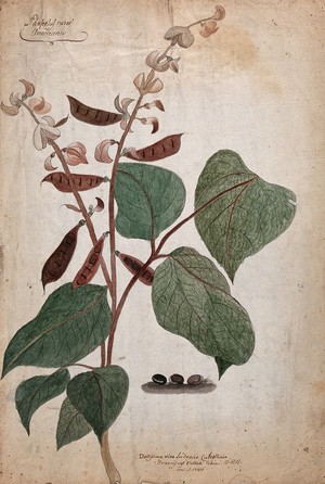 view Bean plant (Phaseolus species): flowering and fruiting stem with three beans. Coloured pen and ink drawing by F. V. Ghini, 17--.