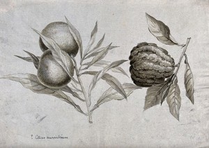 view Two fruiting citrus plants, one possibly the seville orange (Citrus aurantium). Wash drawing.