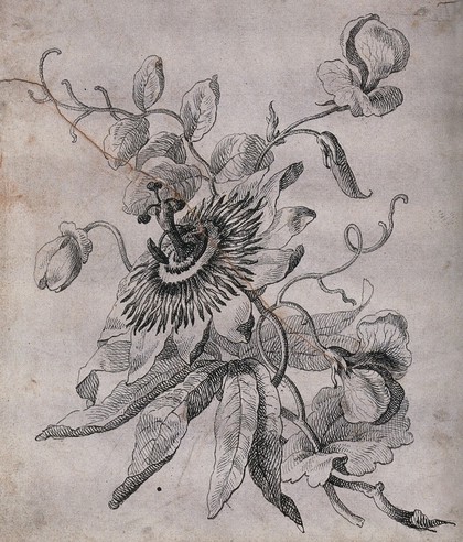 Passion flower (Passiflora species): twining stem with flowers and fruit. Pen drawing.