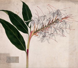 view Ginger lily (Hedychium maximum): flowering stem. Coloured pencil drawing.