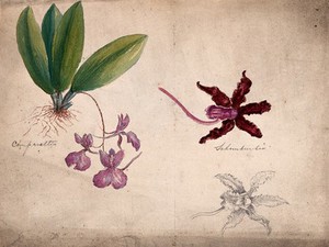 view Two orchids, a whole Comparettia species and single flowers of a Schomburgkia species. Coloured pencil drawing.