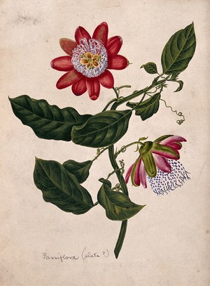 view Passion flower (Passiflora species): flowering stem. Watercolour.