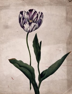 view Purple striped tulip (Tulipa species): flower and leaves. Watercolour.