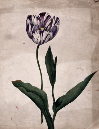 Purple striped tulip (Tulipa species): flower and leaves. Watercolour.