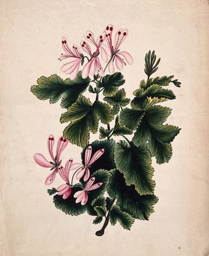 view An ornamental geranium (Geranium species): flowering stem. Watercolour.