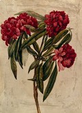 view A flowering branch of rhododendron. Watercolour.