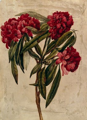 A flowering branch of rhododendron. Watercolour.