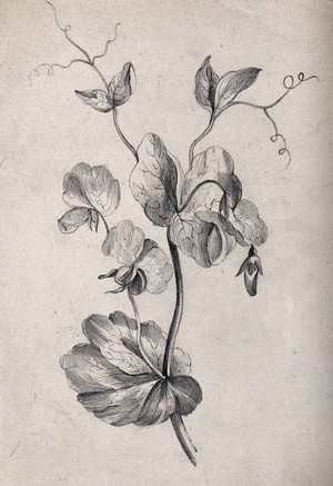 view A pea plant (Pisum species): twining stem. Pencil drawing.