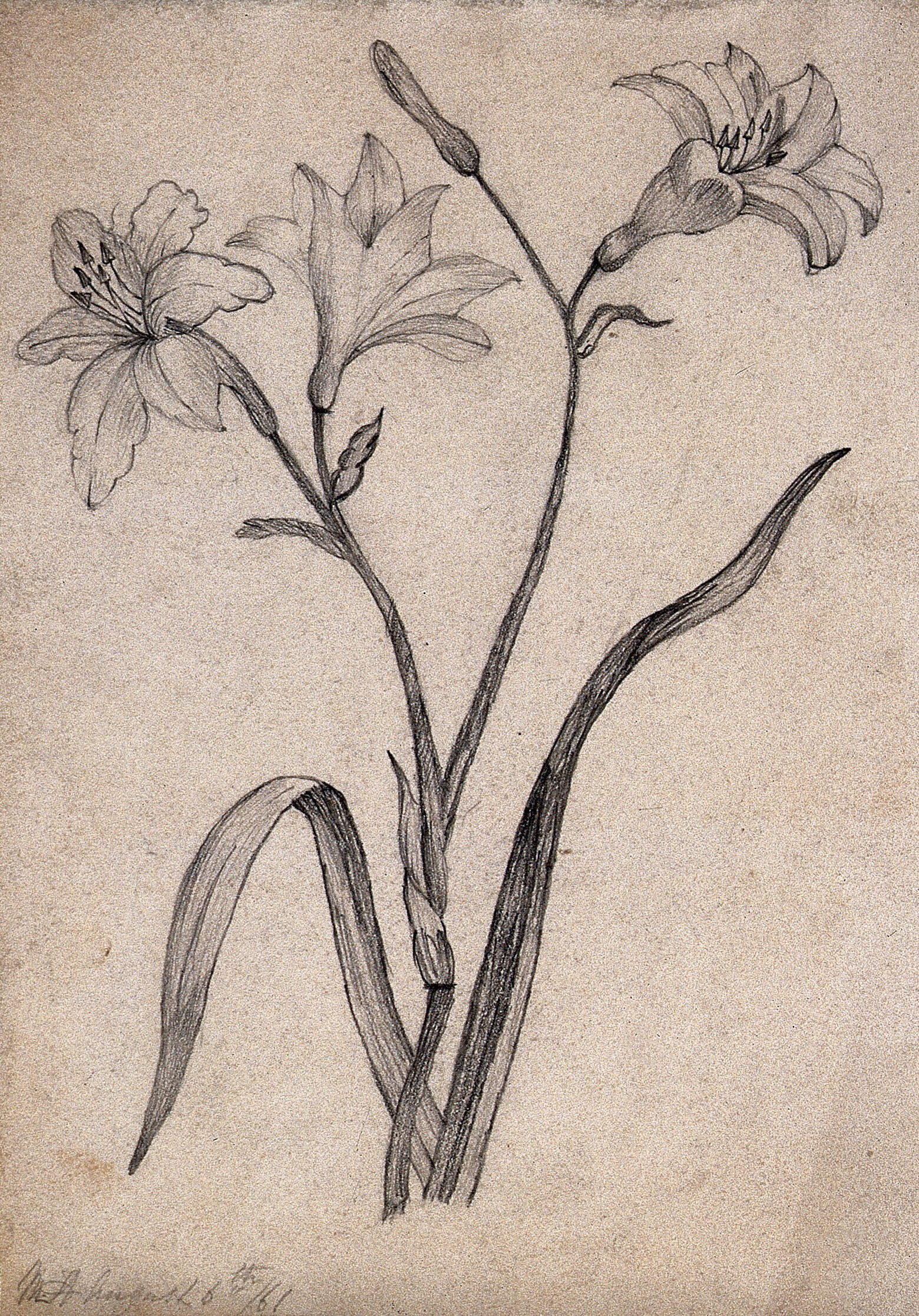 A Lily Flowering Stem And Leaves Pencil Drawing Wellcome