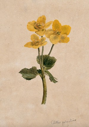 view Marsh marigold or kingcups (Caltha palustris): flowering stem. Watercolour.