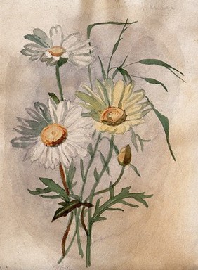 Ox-eye or marguerite daisy (Leucanthemum vulgare): flowers and leaves. Watercolour.