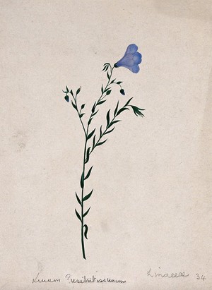 view Flax plant (Linum species): flowering stem. Watercolour.