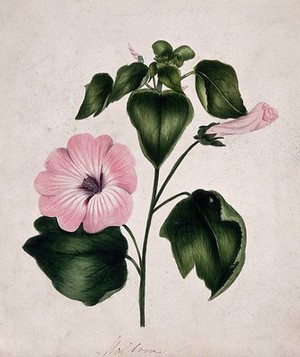 view Mallow (Malva species): flowering stem. Watercolour.