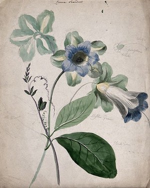 view A plant, possibly Cobaea scandens: flowering stems with labels describing colour of various parts. Watercolour.