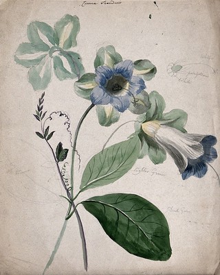 A plant, possibly Cobaea scandens: flowering stems with labels describing colour of various parts. Watercolour.