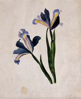 Two iris flowers. Watercolour by E. Finlaison.