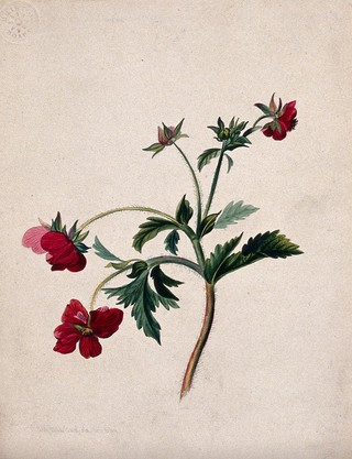 A type of aven (Geum species): flowering stem. Watercolour by M. A. Bayfield, 1839(?).
