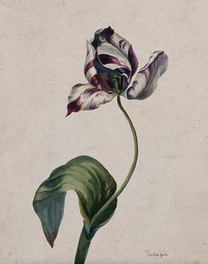 view Purple striped tulip (Tulipa species): flower and leaves. Watercolour.