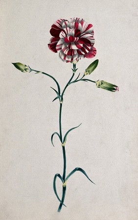 Striped red carnation (Dianthus species): flowering stem. Watercolour.