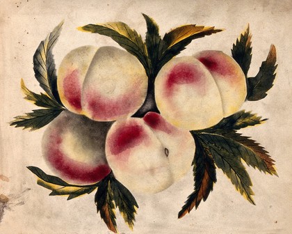 Peach (Prunus species): fruits and leaves. Watercolour.