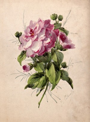 view Pink camellia (Camellia species): flower and leaves. Watercolour by G. Calmard(?).