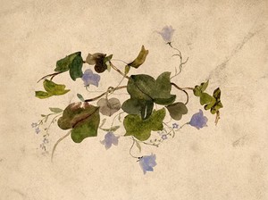 view Collection of blue flowers and ivy leaves. Watercolour.