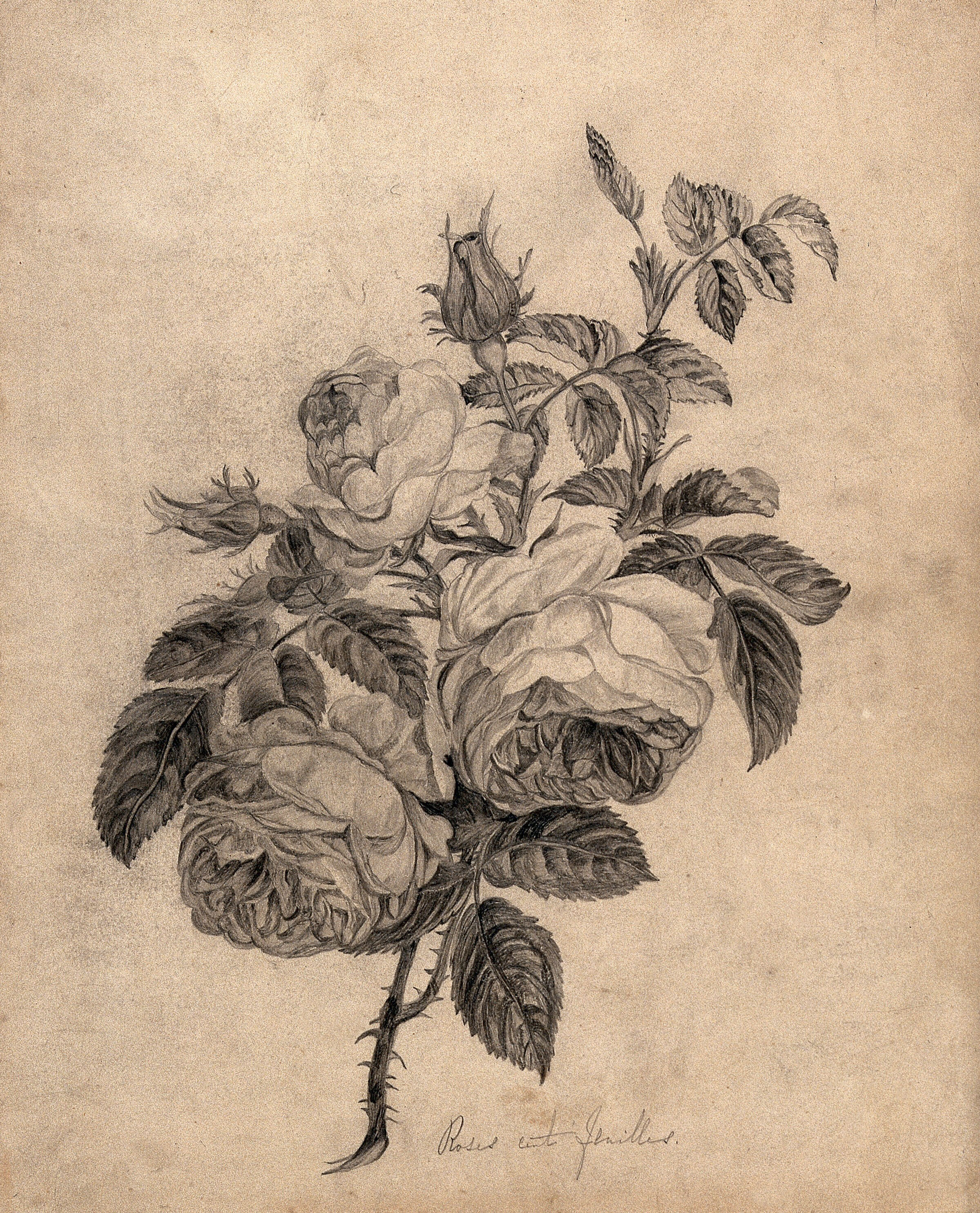 Rose Rosa Species Flowers And Leaves Pencil Drawing