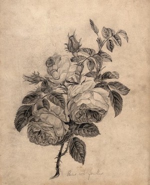 view Rose (Rosa species): flowers and leaves. Pencil drawing.