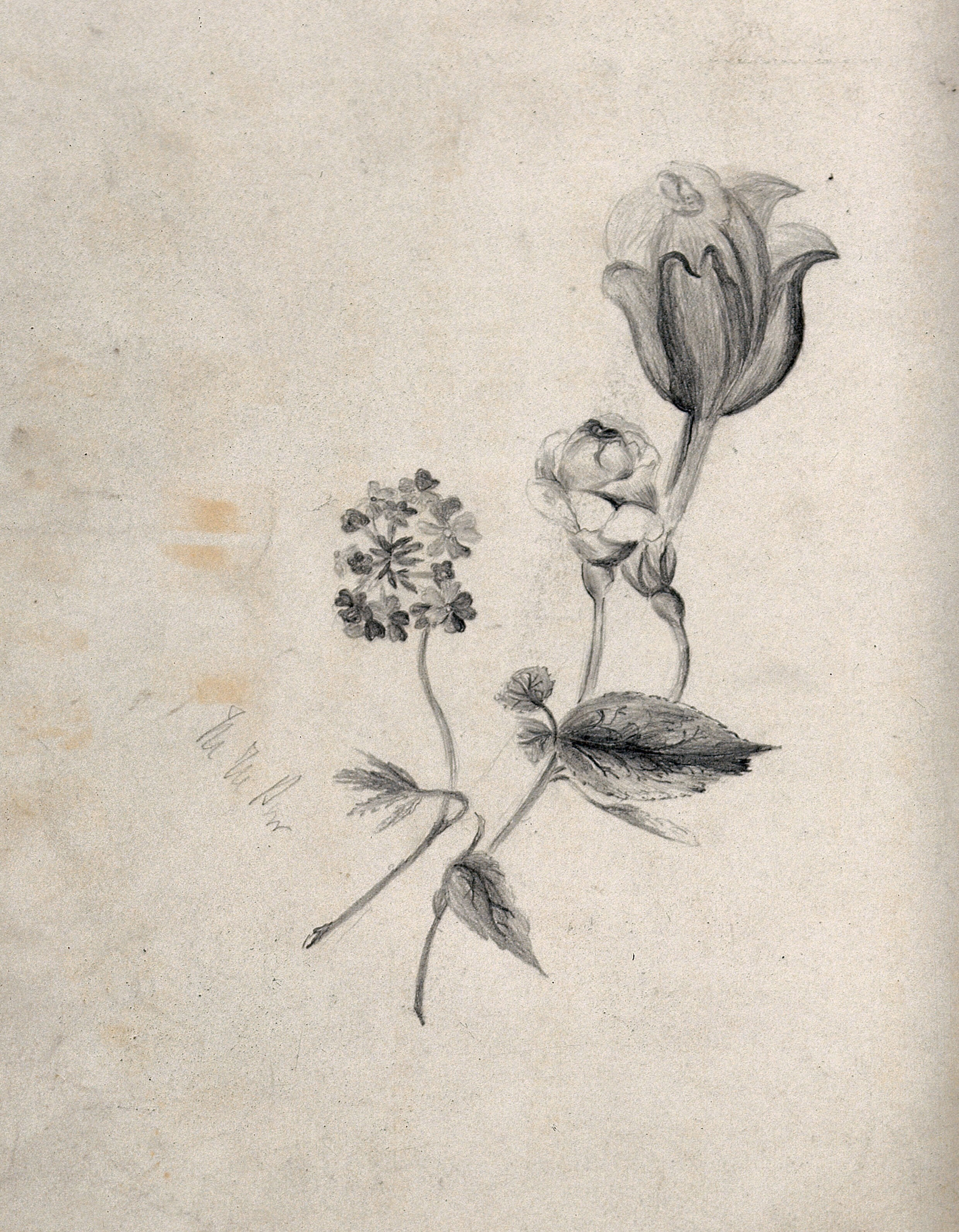 Three Flowers Including A Rose Pencil Drawing By M M Paw