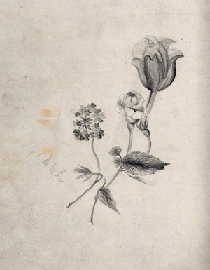 view Three flowers, including a rose. Pencil drawing by M. M. Paw(?).