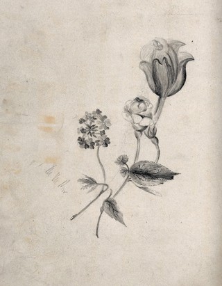 Three flowers, including a rose. Pencil drawing by M. M. Paw(?).