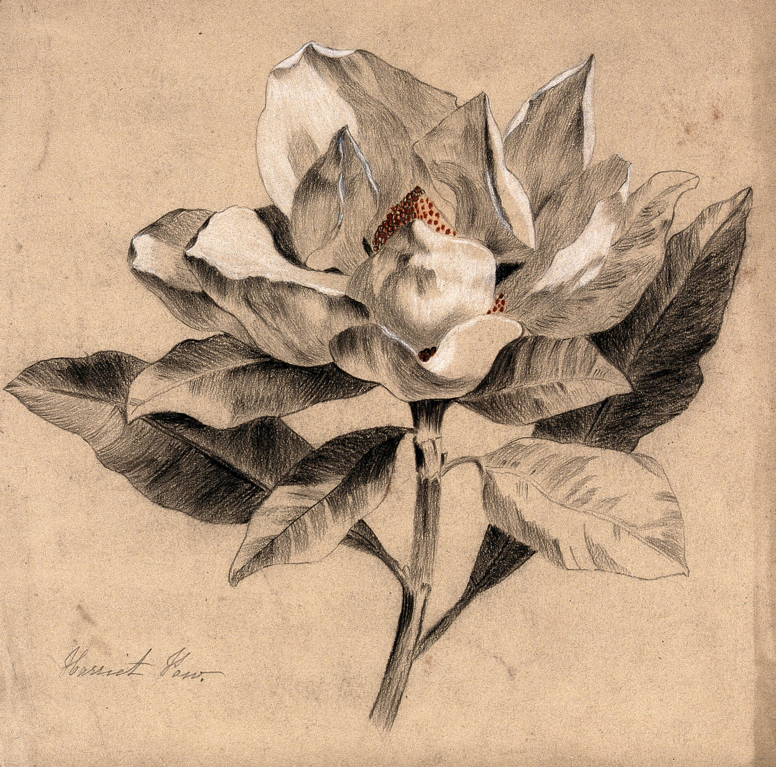 A Magnolia Flowering Stem Coloured Pencil Drawing By H Paw