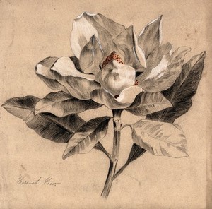 view A magnolia: flowering stem. Coloured pencil drawing by H. Paw.