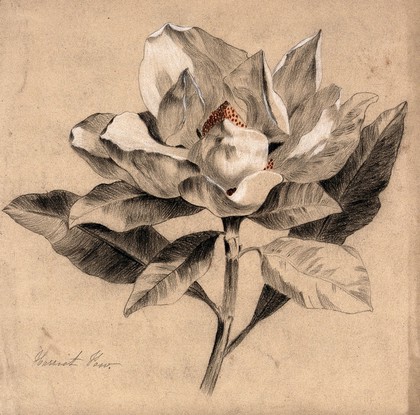 A magnolia: flowering stem. Coloured pencil drawing by H. Paw.