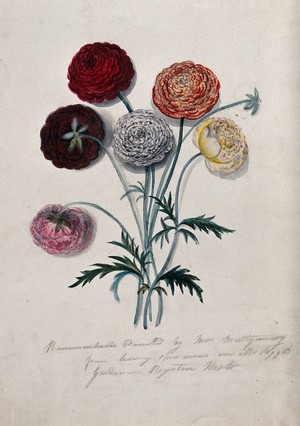 view Six cut Ranunculus flowers: double-flowered varieties with leaves. Watercolour by Mrs. Montgomery.