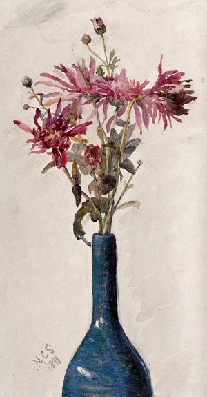 view Pink flowers, possibly chrysanthemums, arranged in a bottle. Watercolour attributed to M. C. Stopes, 1898.