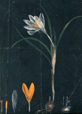 A crocus: entire flowering plant with separate bulb and floral segments. Watercolour.