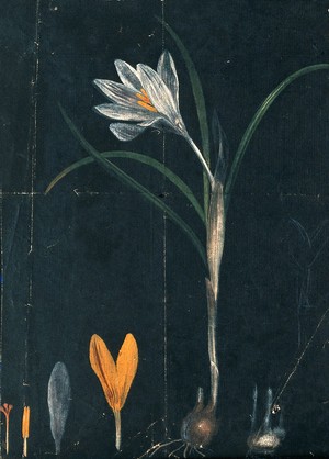 view A crocus: entire flowering plant with separate bulb and floral segments. Watercolour.