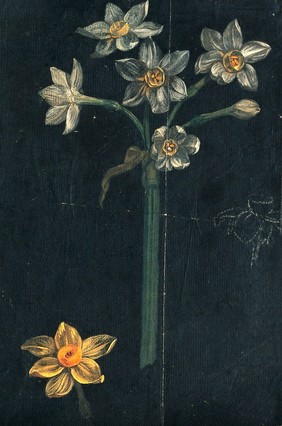 Daffodil (Narcissus species): flowering stem with separate flower. Watercolour.