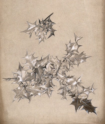 Two sprigs of holly (Ilex species) with leaves only. Pen and ink drawing.