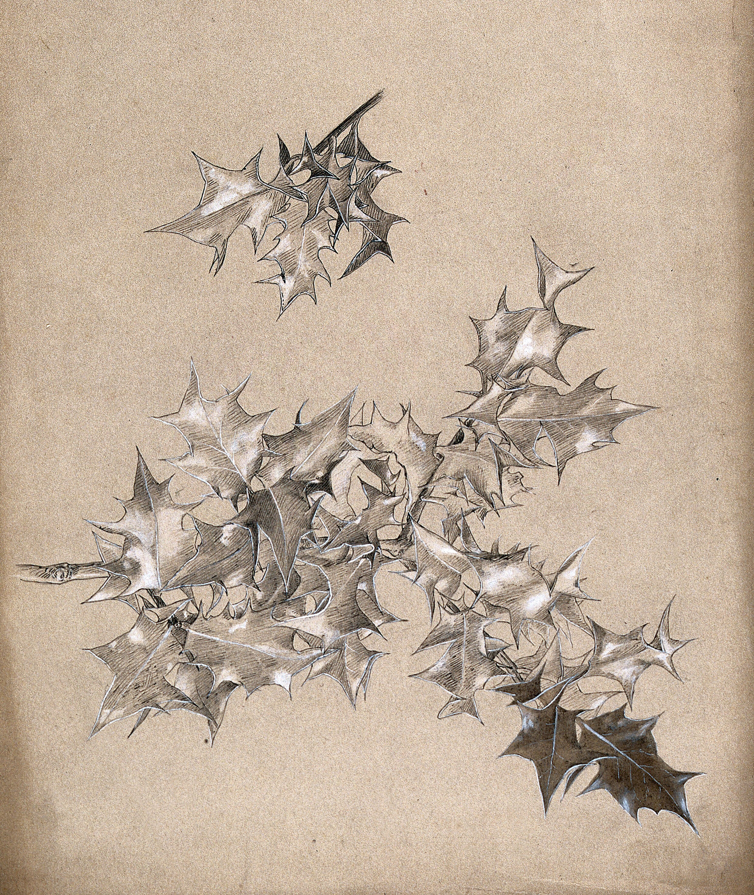 Two sprigs of holly (Ilex species) with leaves only. Pen and ink drawing. |  Wellcome Collection