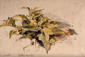 view Leaves of a wild plant growing in soil. Watercolour by E. Hargitt.